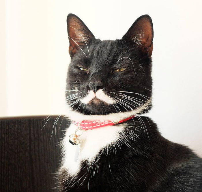 This cat looks like Joseph Stalin - Funny.