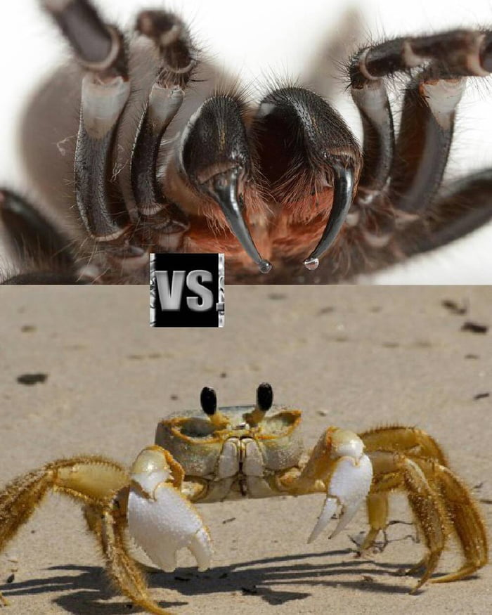 Spider vs crab. Who would win? Armor vs web? - 9GAG