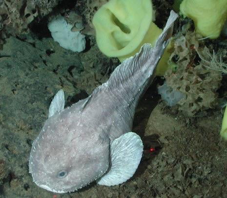 What the Blobfish actually looks like underwater - 9GAG