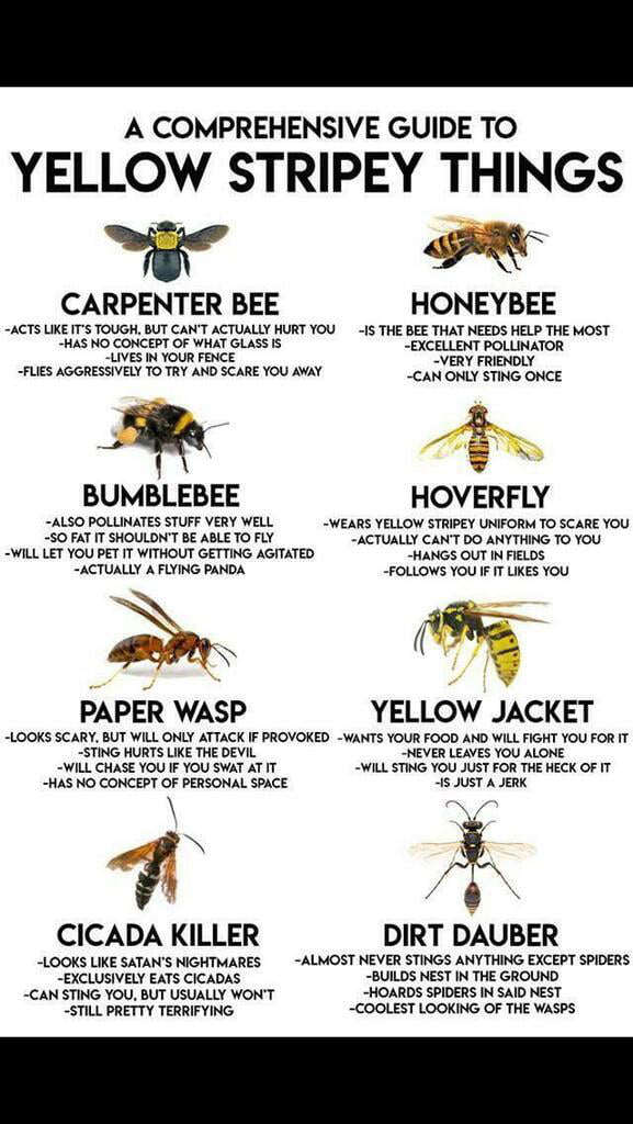 Yellow Stripey Thing Guide 9GAG