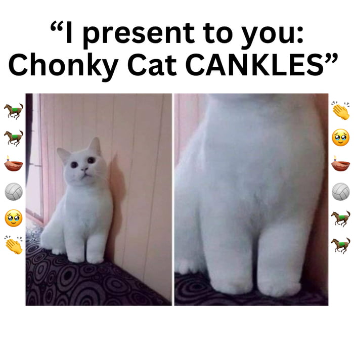 Chonky Cat Cankles - 9GAG