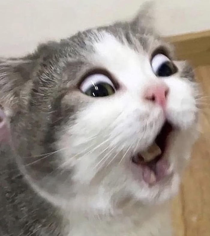 This cat saw….something?? 9GAG