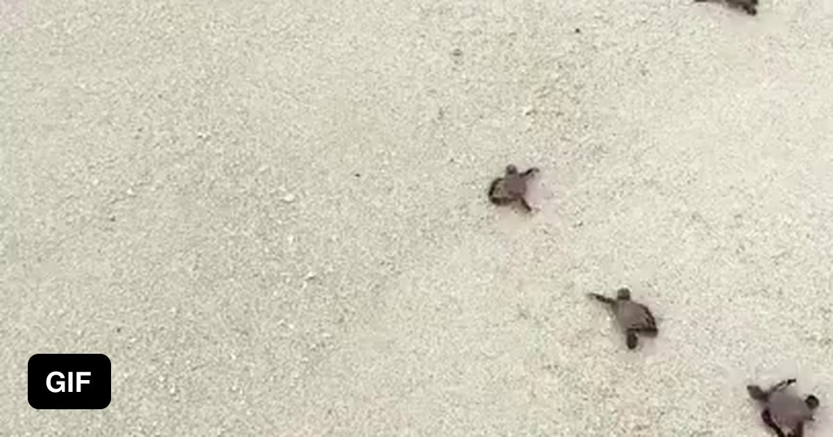 Baby sea turtles race to the ocean - 9GAG