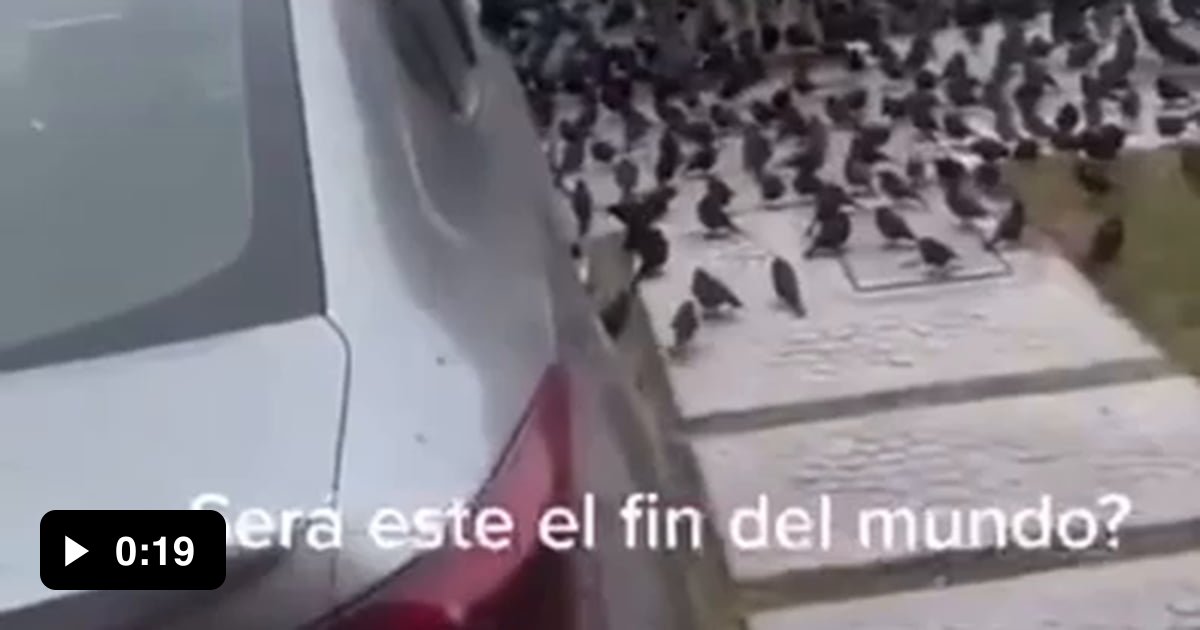 Birds in Mexico suddenly stop flying 9GAG