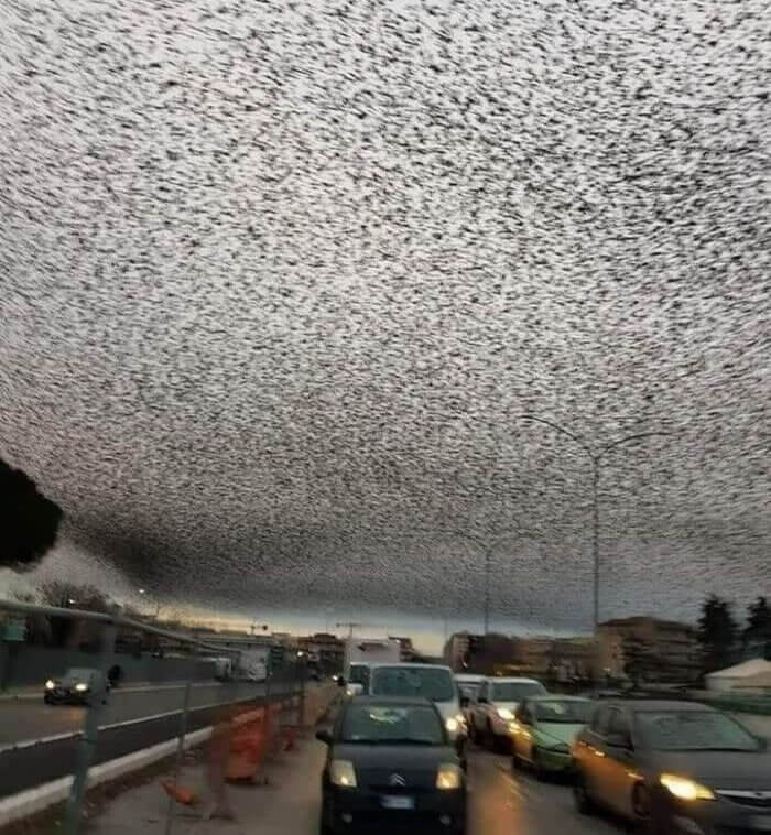 Birds blocking out the sun in Rome 9GAG
