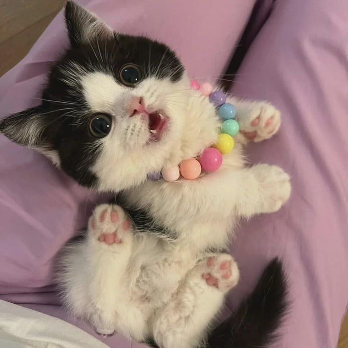Wearing her new collar, she looks very beautiful - 9GAG