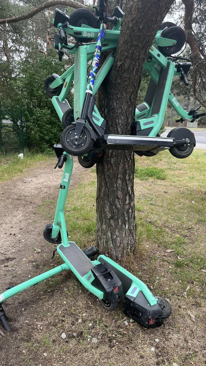 Bolt scooter tree in Tallinn 9GAG