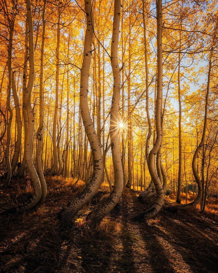Curved Aspen Trees in Colorado 9GAG