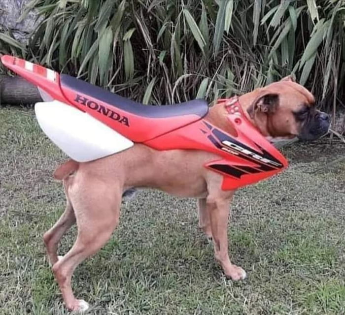 Honda Rottweilers Honda dog, king of high speeds - 9GAG