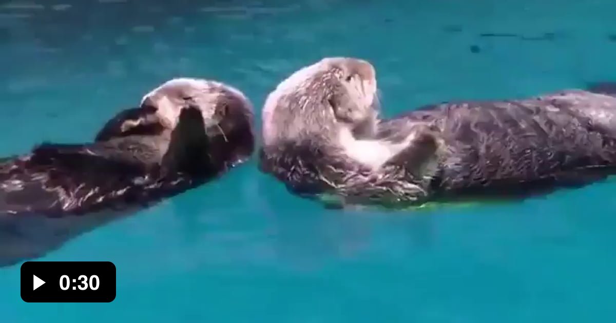 TIL Sea otters hold hands to stop drifting apart and losing each other