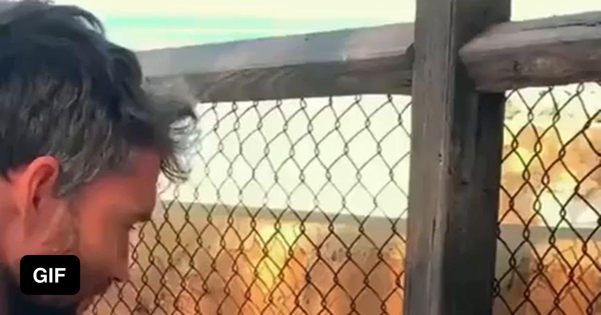 Cute Quokka loves to watch juggling... 🥰 9GAG