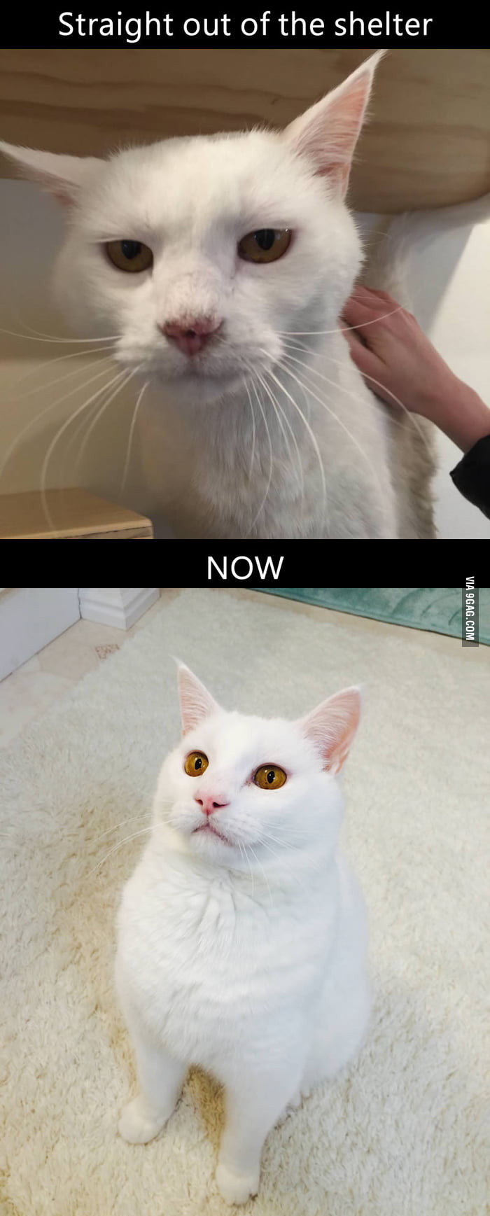 Huge turnaround in a couple weeks. Shelter vs now - 9GAG