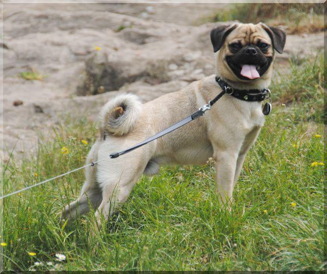 New breed sale of pug