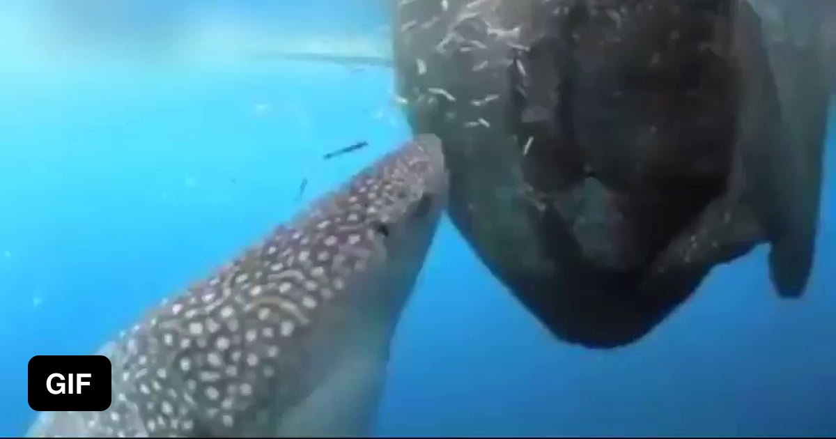 Акулы киты видео. Акулы киты видео. Китовая акула и водолаз. Китовая акула из мультфильма. Китовая акула фото.