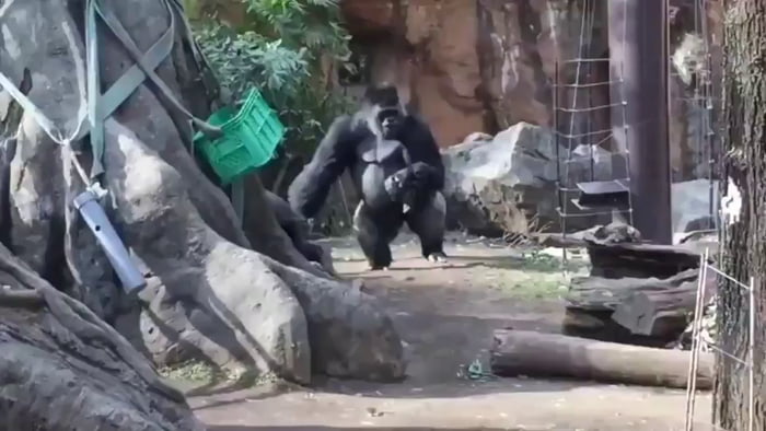 Father Gorilla Steals Baby Gorilla From Momma Gorilla Because Momma Gorilla Wouldn T Let The Dad Play With The Baby Gorilla He Has A History Of Doing This With His Other Kids