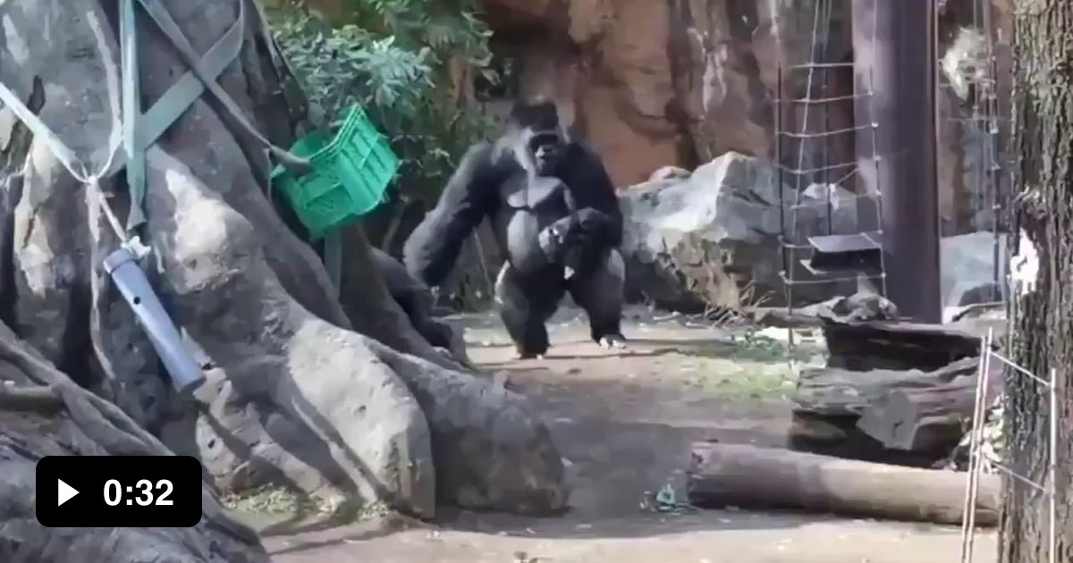 Tolles Gorilla-Baby Junges 50109 von PAPO sehr selten /rar NEU mit Etikett 