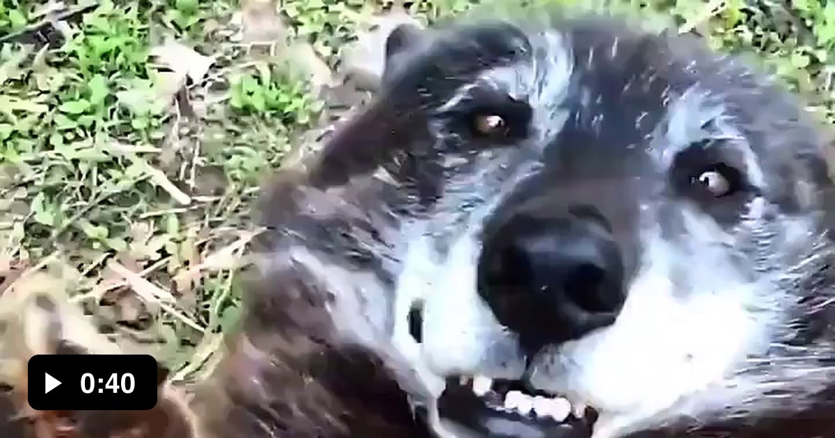 Wolf rescued very happy with his savior. - 9GAG