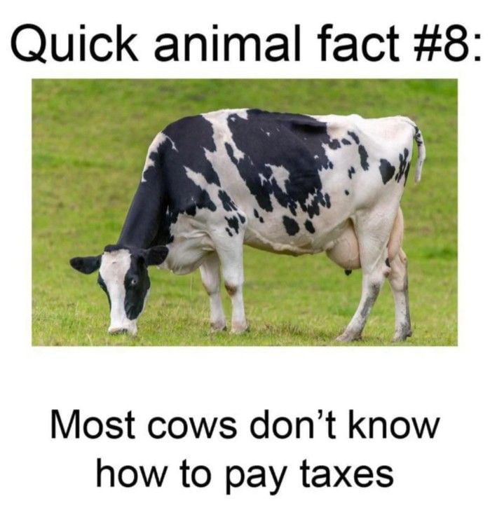 There are many cows. Quick animal. I May be stupid Cow. Don't have a Cow, man. Born to annoy