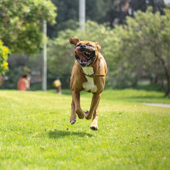 I took a picture of my dog running towards me 9GAG