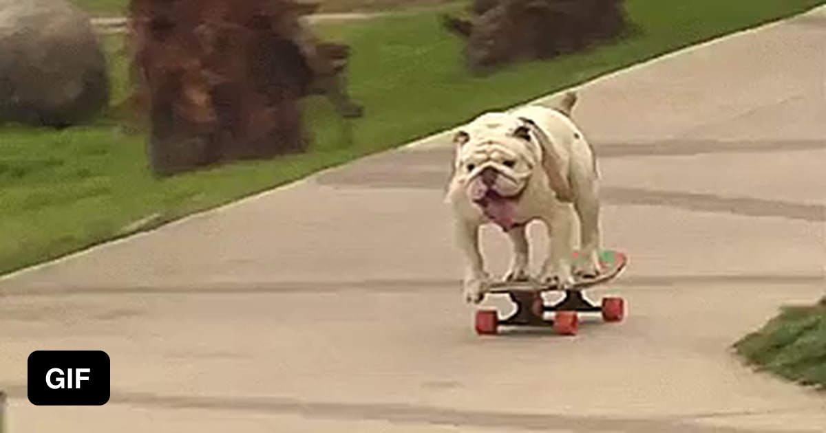 Otto the bulldog sets a world record for 'Longest human tunnel