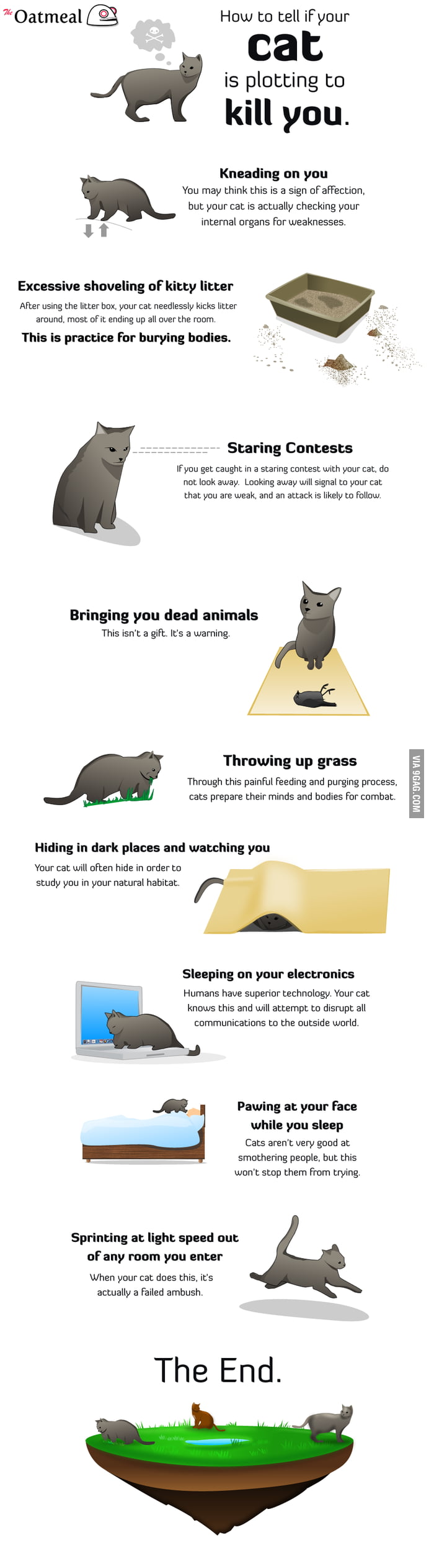 oatmeal cat plotting to kill you