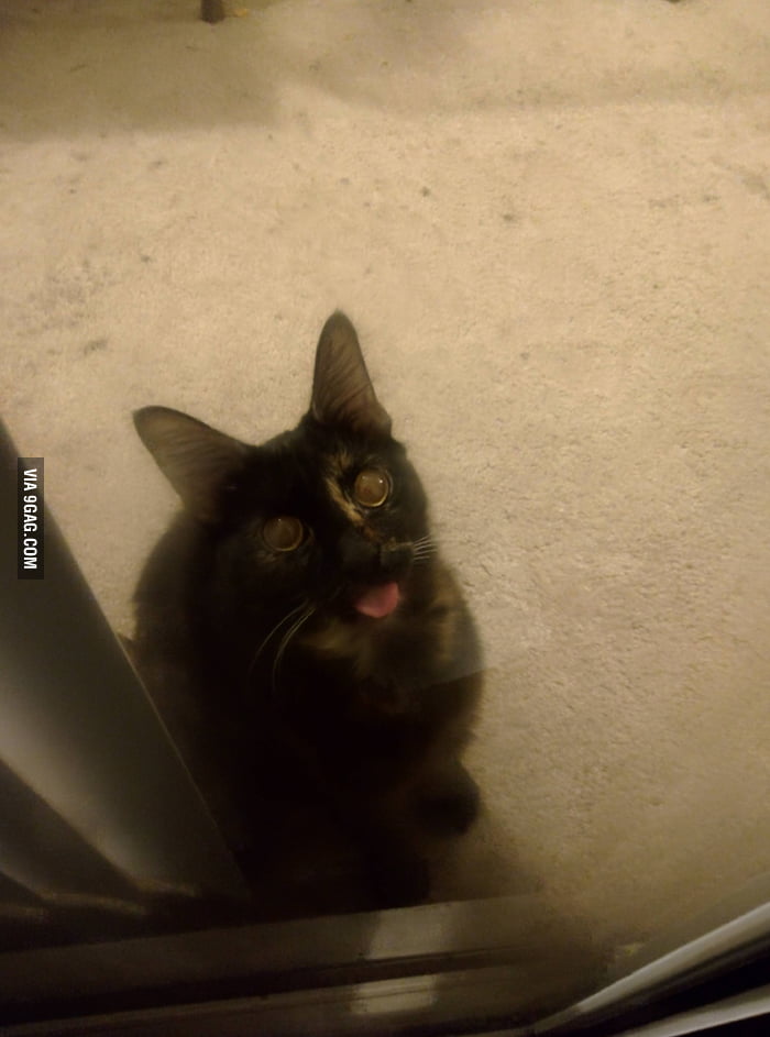 i-got-locked-out-and-our-cat-just-gave-me-this-derp-look-9gag