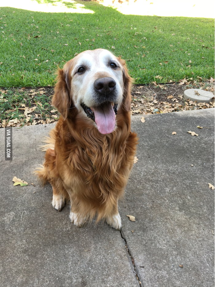 This is Rusty, he's an old man but he's my best bud. - 9GAG