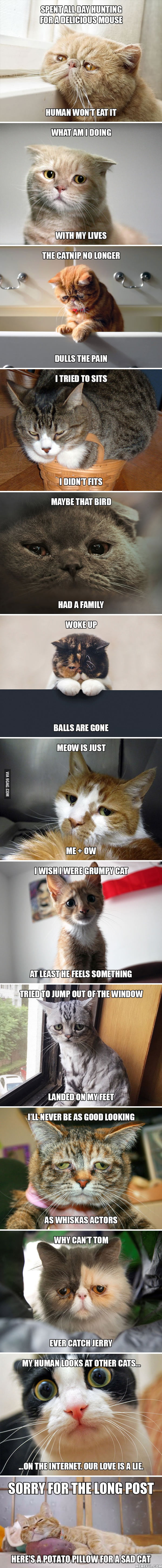 First World Cat Problems