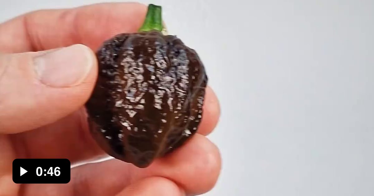 Chocolate Chili Pepper Seed Time Lapse Gag