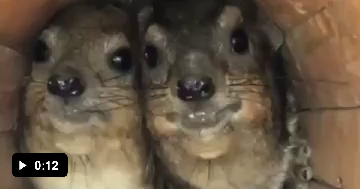 Hyrax Rage And this is how two hyraxes complaining about those who disturb their ...