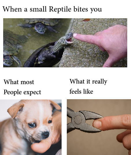 Turtles are cool. - 9GAG