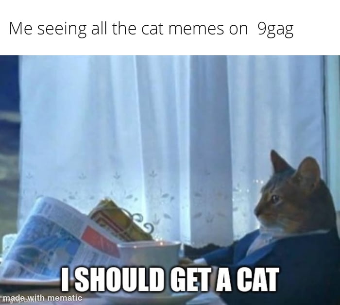 Sooooo many cat posts on 9gag - 9GAG