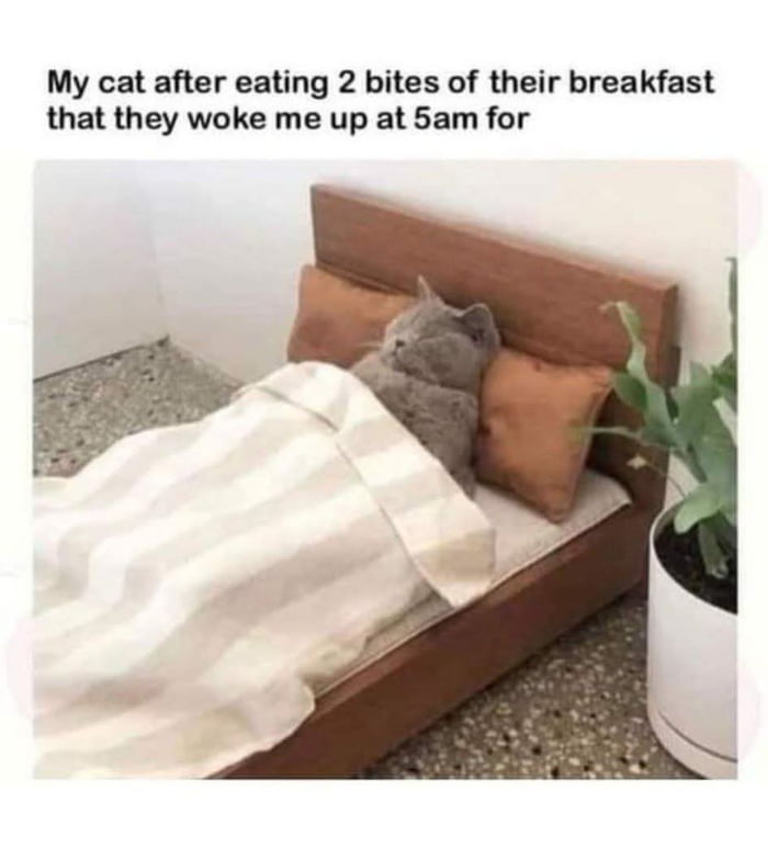 Dammit Catthew! - 9GAG