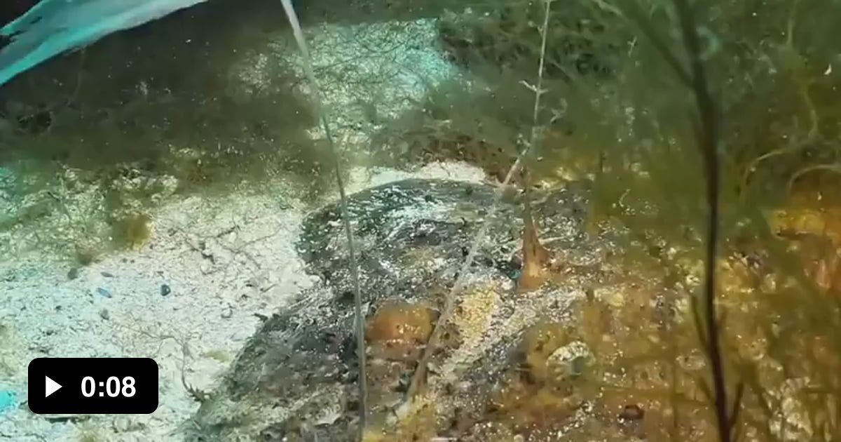 Watching this anglerfish use its lure is mesmerizing. - 9GAG