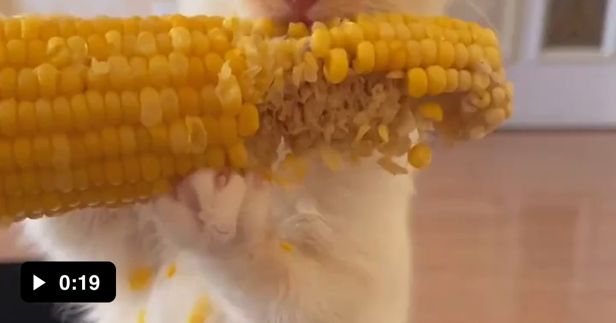 It also eats corn - 9GAG