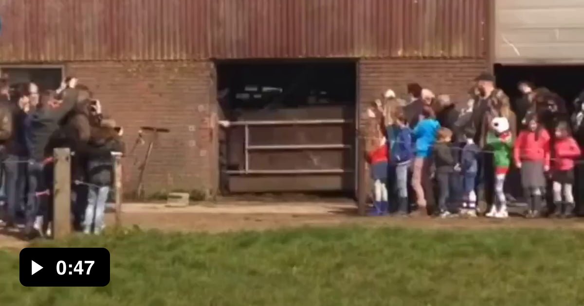 Cows reaction to seeing grass for the first time. Cows deserves all the ...