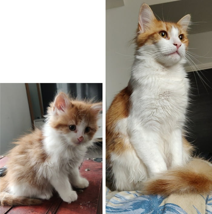 Today is Cheebs 1st birthday - 9GAG