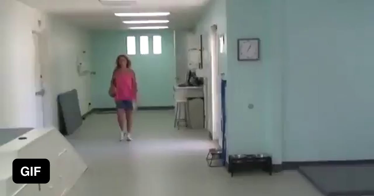 Quadriplegic dog can walk again 9GAG