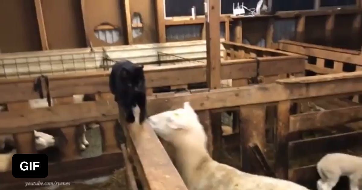 Weird looking dog knocks cat off of beam 9GAG