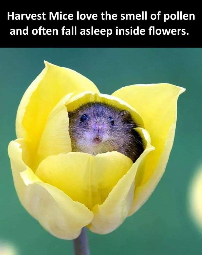 Harvest mice love flowers - 9GAG