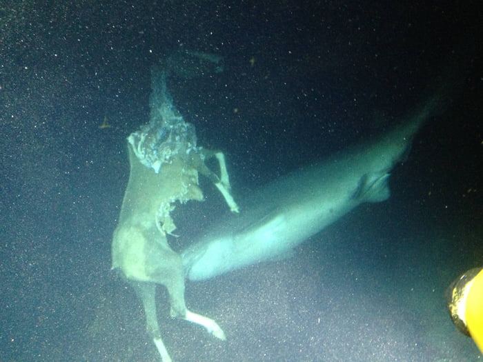 A horse getting eaten underwater - 9GAG