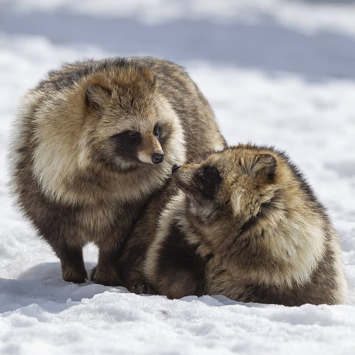 Raccoon dogs are one of the two canids who regularly climb trees, with ...