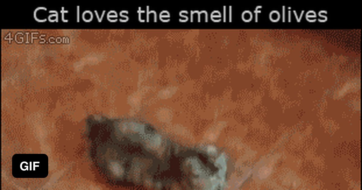 Cat goes crazy over olives. 9GAG