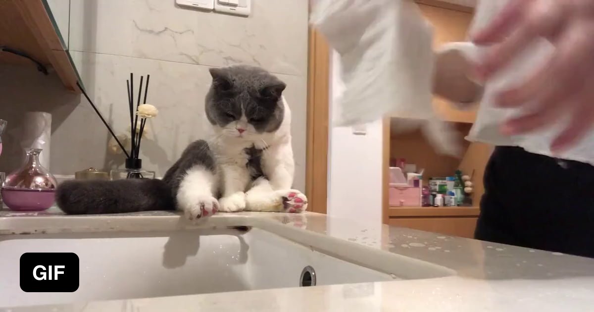 Cat losing balance really easily 9GAG