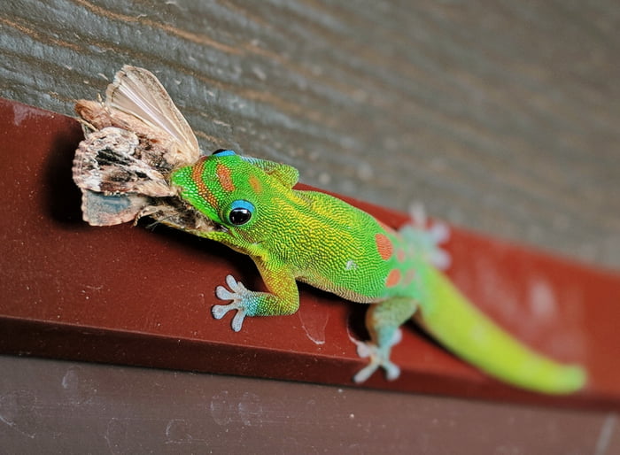 Also Known As The Mascot Of Geico Gold Dust Day Gecko Is Native Also Known As The Mascot Of Geico Gold Dust Day Gecko Is Native To Madagascar And Invasive Hawaii After A University Student Released 8