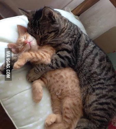 They like to spoon... - 9GAG