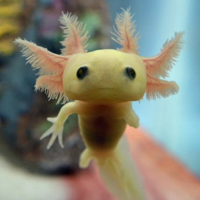 Here is a picture of a baby Axolotl to brighten up your day - 9GAG