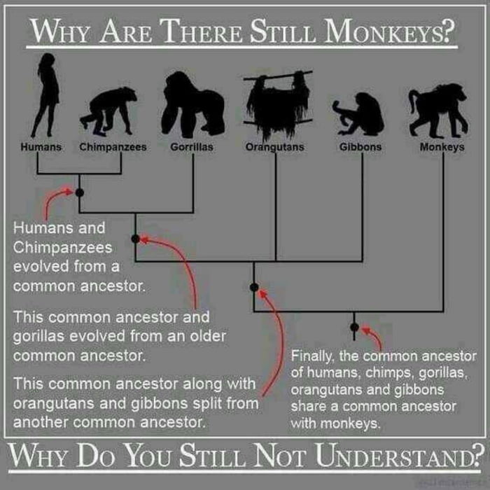 For evolution deniers 9gag