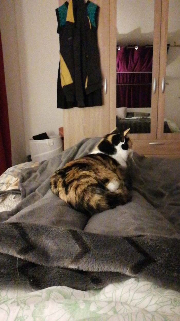 I'm getting a cat, but it definitely won't be allowed in my bedroom