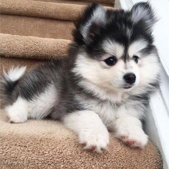 how much are husky mixed with pomeranian